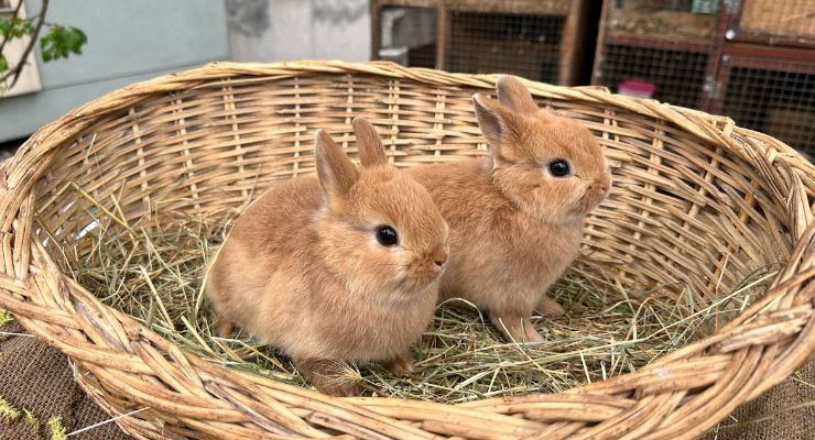 Nevşehir Büyümeyen Tavşan