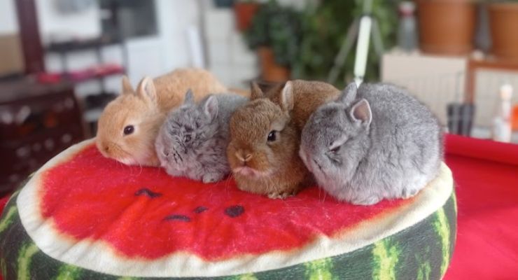 Nevşehir Cins Tavşan