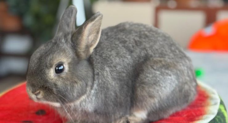 Nevşehir Ev Tavşanı