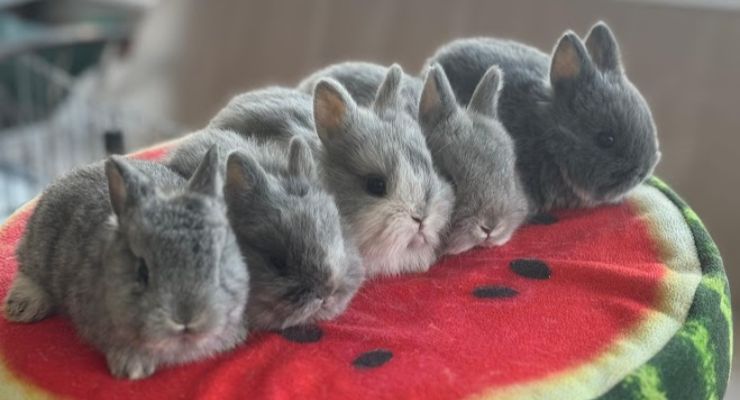 Nevşehir Evcil Tavşan