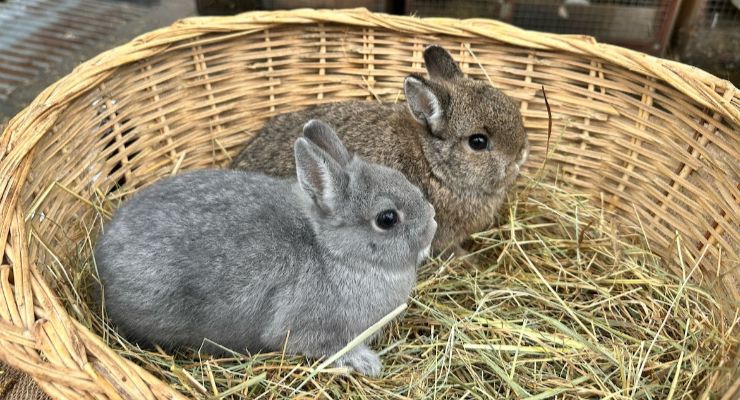 Nevşehir Yavru Tavşan