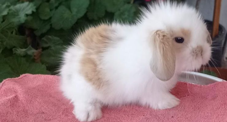 Nevşehir Hollanda Lop Tavşan